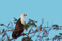 Schreiseeadler (Haliaeetus vocifer)