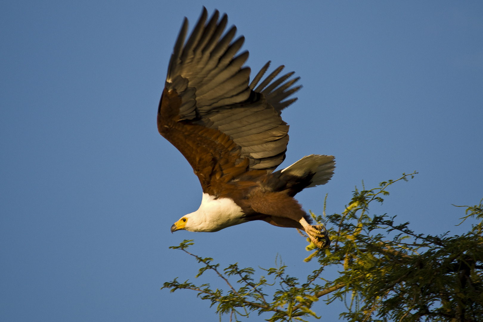 Schreiseeadler (Haliaeetus vocifer) beim Start