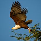 Schreiseeadler (Haliaeetus vocifer) beim Start