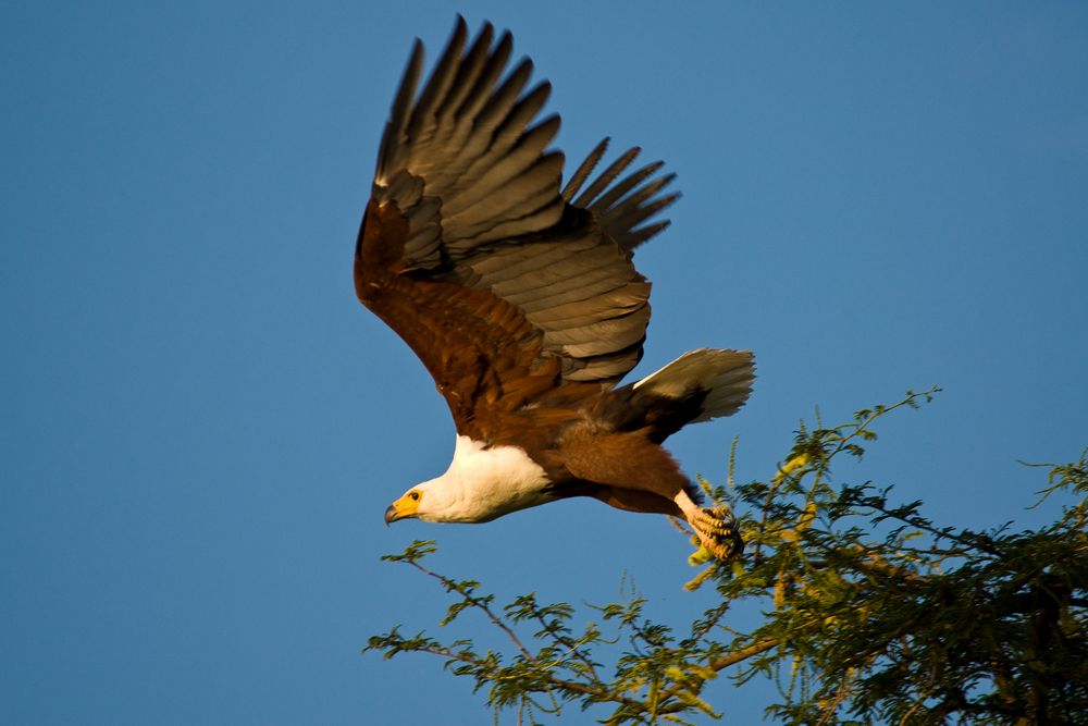 Schreiseeadler (Haliaeetus vocifer) beim Start