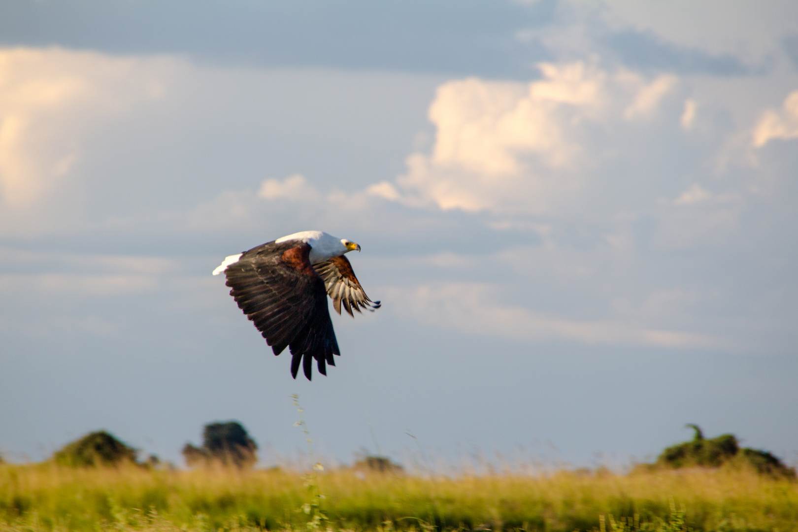 Schreiseeadler (Haliaeetus vocifer), Botswana