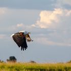 Schreiseeadler (Haliaeetus vocifer), Botswana