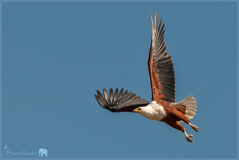 Schreiseeadler (Haliaeetus vocifer)