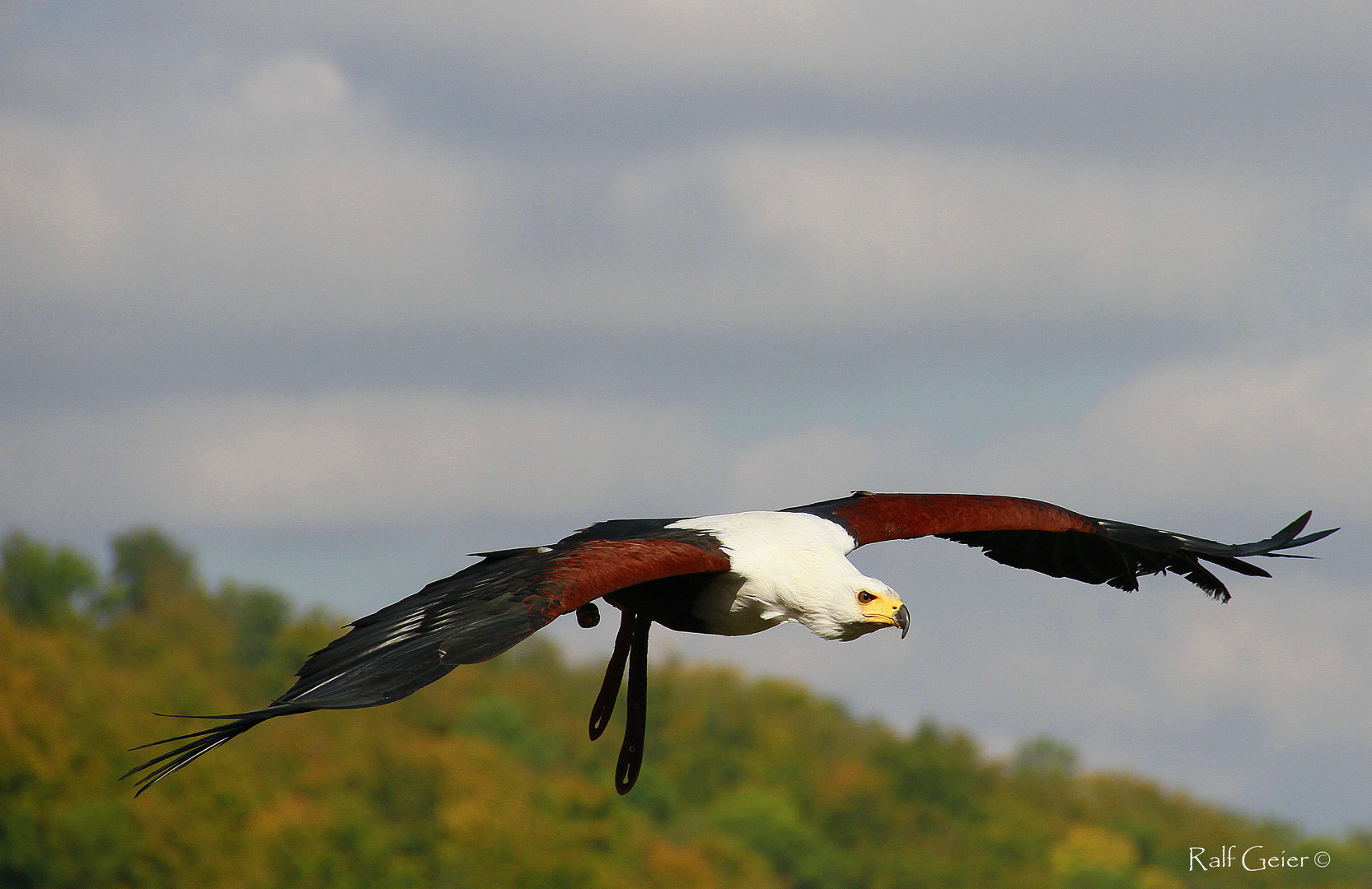 Schreiseeadler (Haliaeetus vocifer)