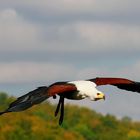 Schreiseeadler (Haliaeetus vocifer)