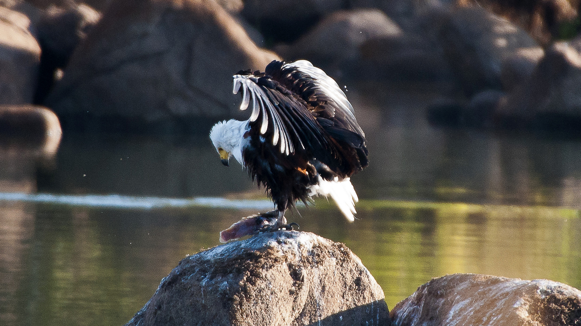 Schreiseeadler (Haliaeetus vocifer) mit Beute / Sambia / Kafue