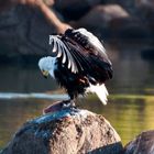 Schreiseeadler (Haliaeetus vocifer) mit Beute / Sambia / Kafue