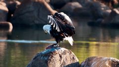 Schreiseeadler (Haliaeetus vocifer) mit Beute / Sambia / Kafue