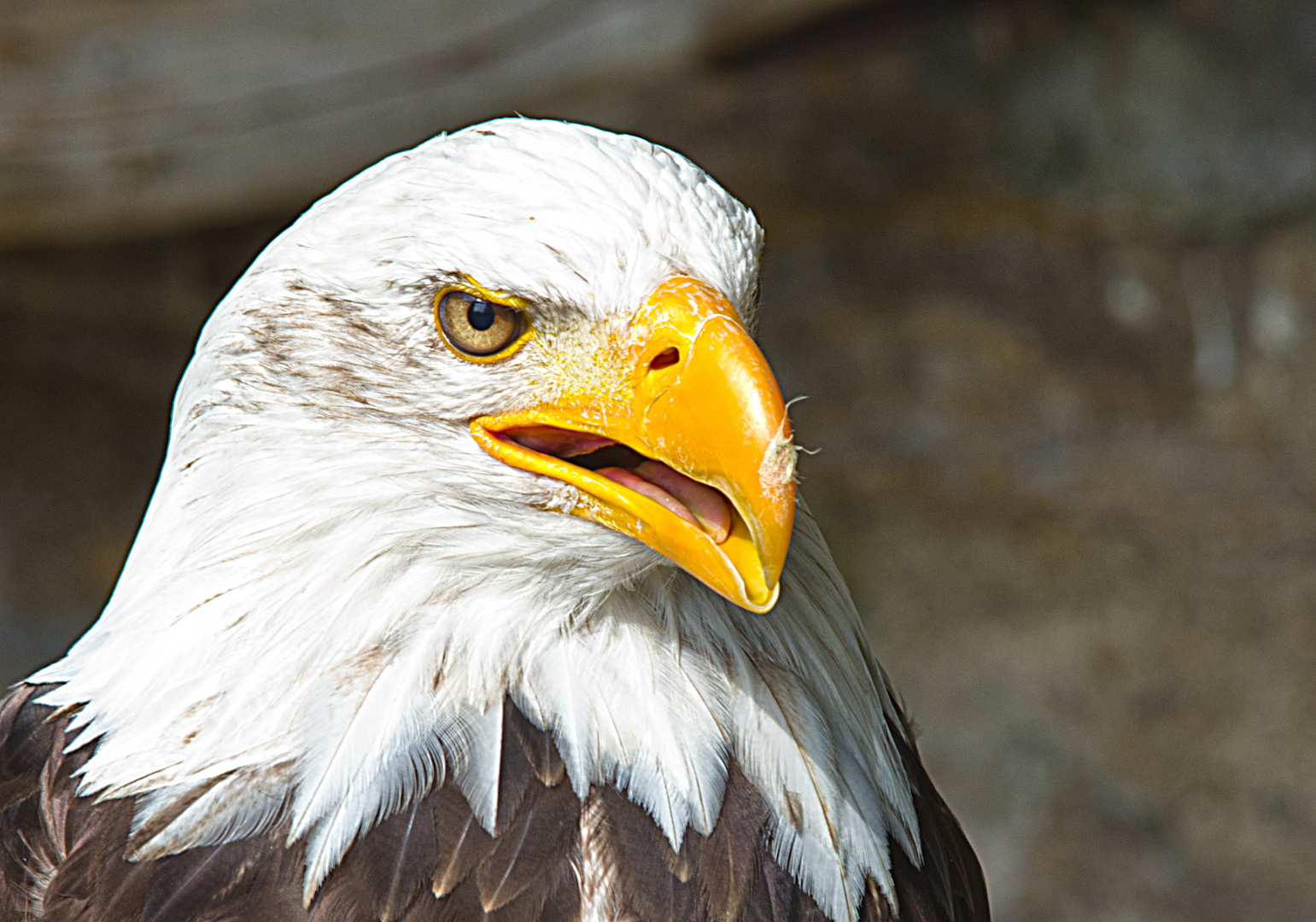 Schreiseeadler  Haliaeetus vociferPygargue vocifèr  