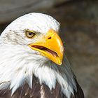 Schreiseeadler  Haliaeetus vociferPygargue vocifèr  