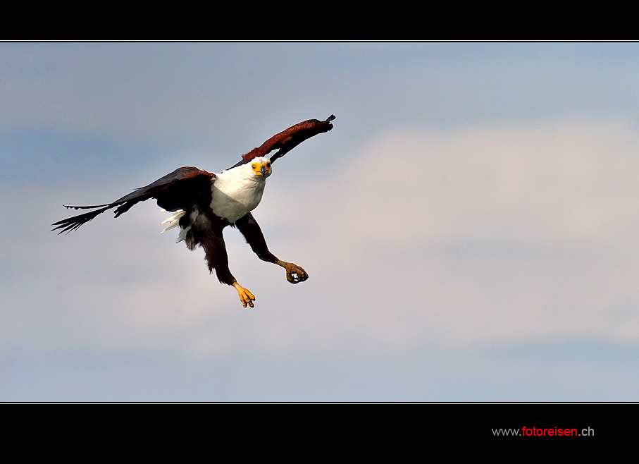 Schreiseeadler im Anflug