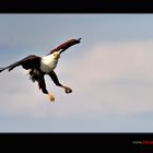 Schreiseeadler im Anflug