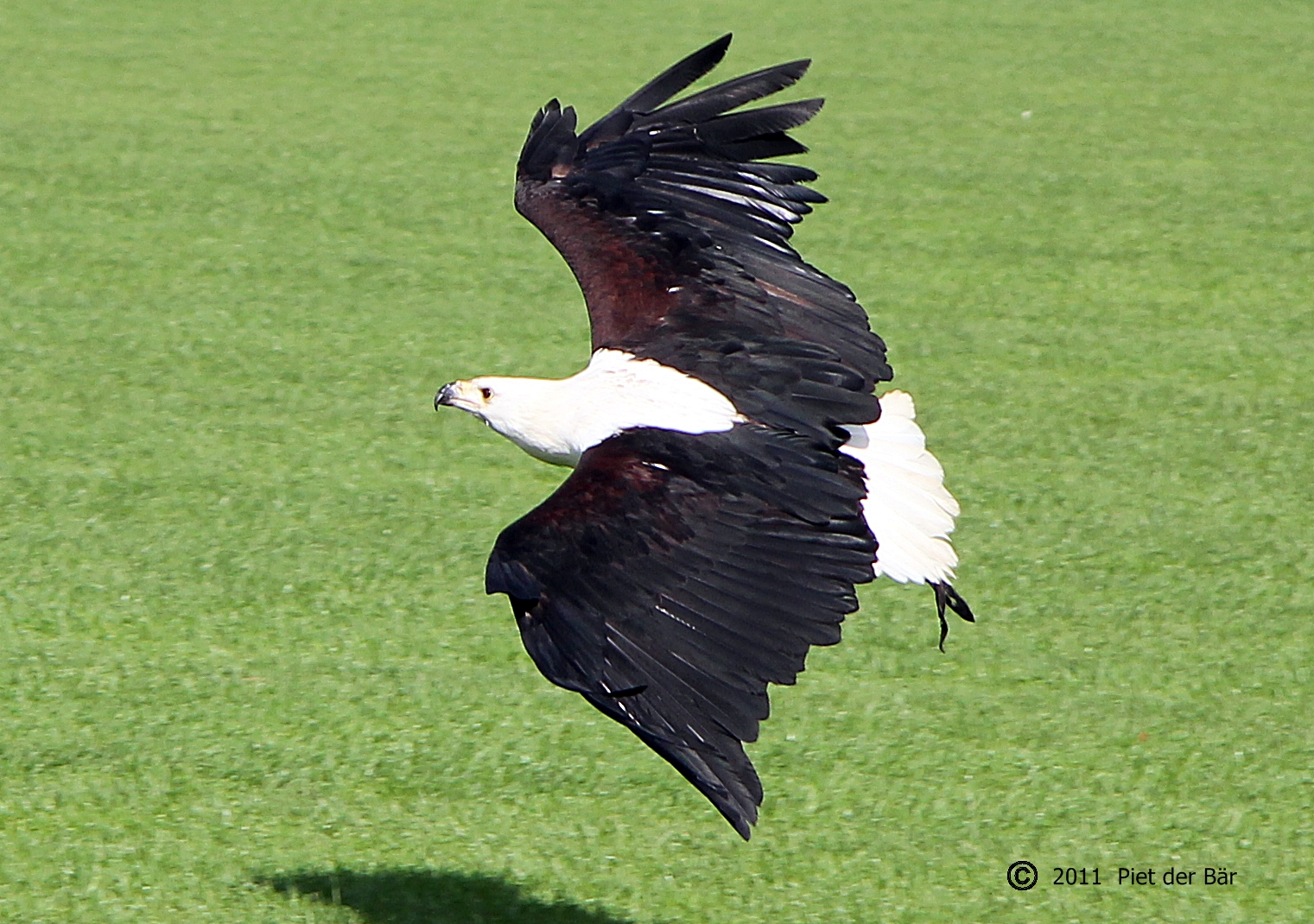 Schreiseeadler im Anflug auf Hamburg