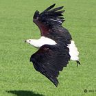 Schreiseeadler im Anflug auf Hamburg