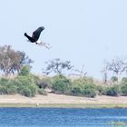 Schreiseeadler im Chobe Nationalpark Botswana