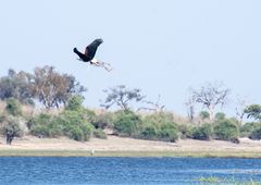 Schreiseeadler im Chobe Nationalpark Botswana