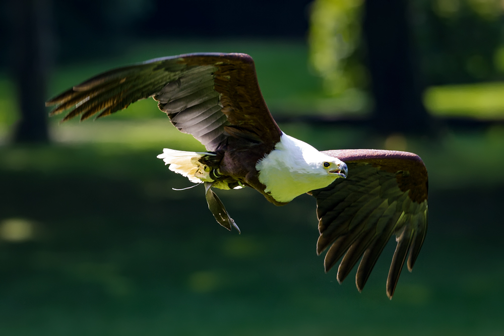 Schreiseeadler im Flug..