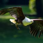 Schreiseeadler im Flug..