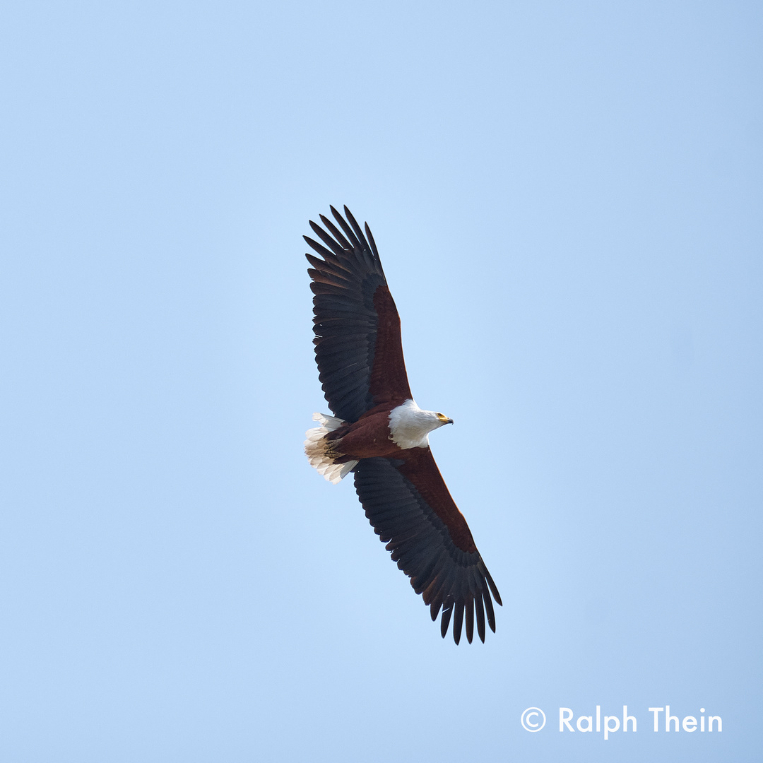 Schreiseeadler im Flug