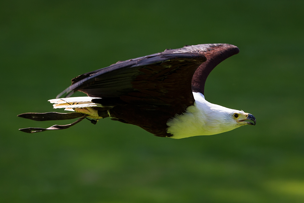 Schreiseeadler im Flug