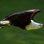 Schreiseeadler im Flug