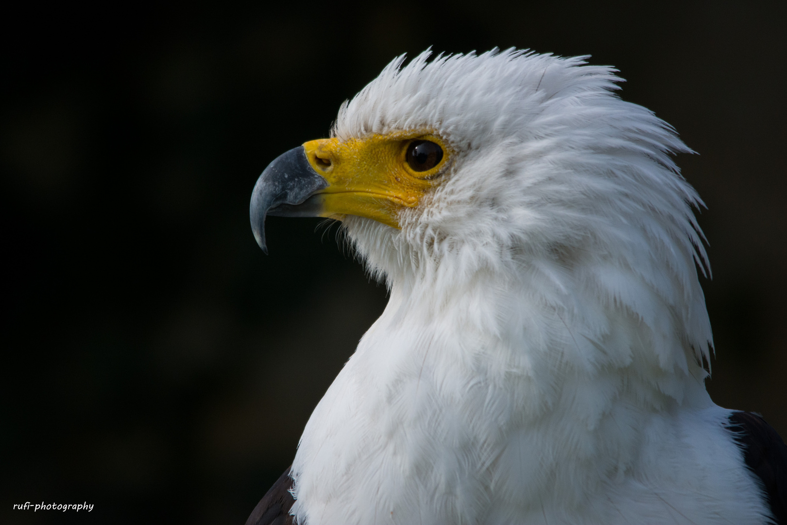 Schreiseeadler im Profil