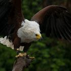 schreiseeadler im regen