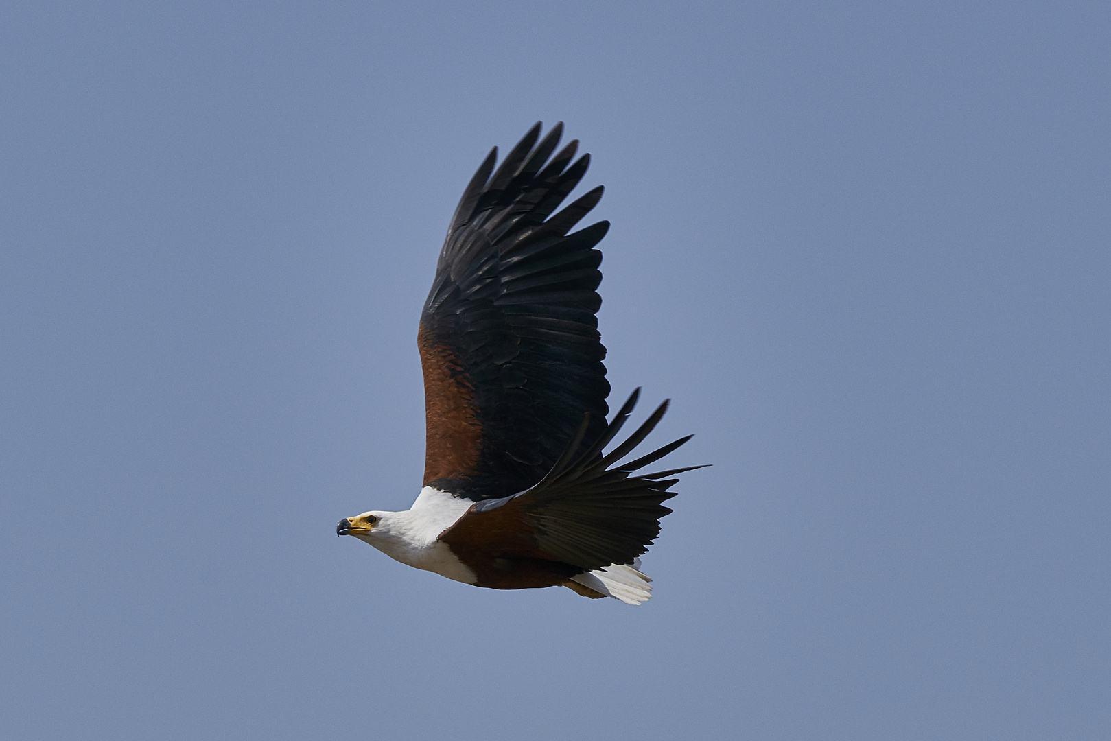 Schreiseeadler im Ruaha