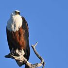 Schreiseeadler im Spätnachmittagslicht 