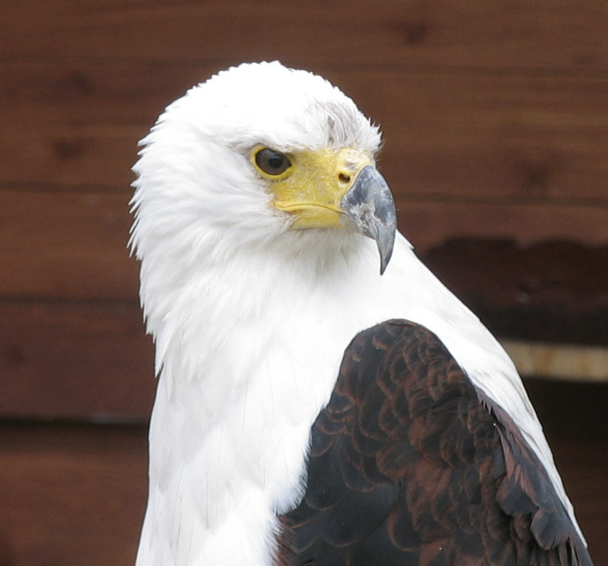 Schreiseeadler im Zoo von Neunkirchen