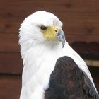 Schreiseeadler im Zoo von Neunkirchen