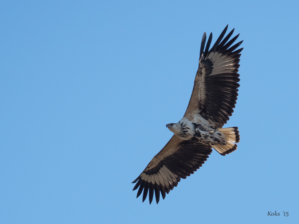 Schreiseeadler imm.