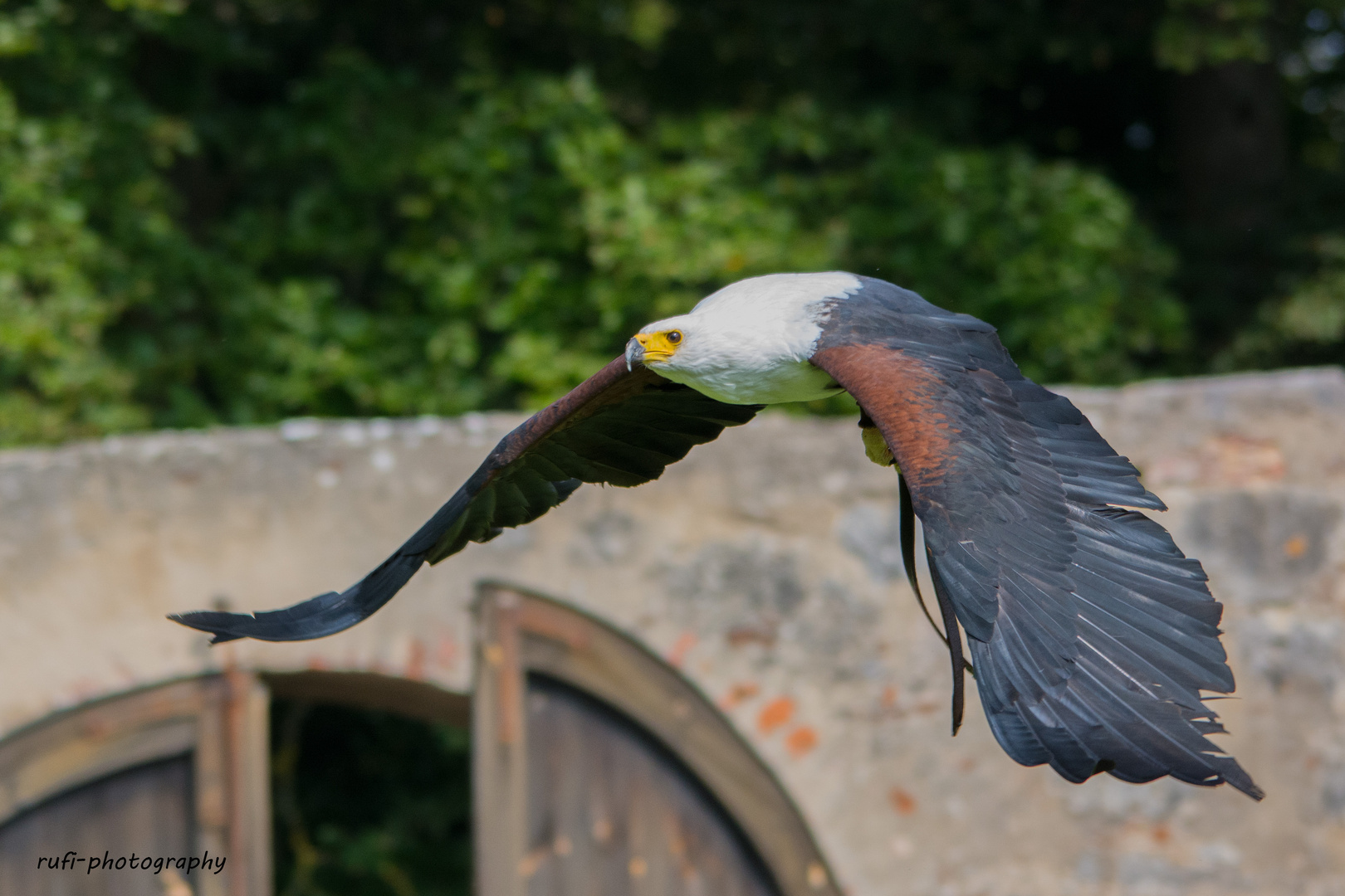 Schreiseeadler in Action - Falknerei Rosenburg