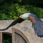 Schreiseeadler in Action - Falknerei Rosenburg