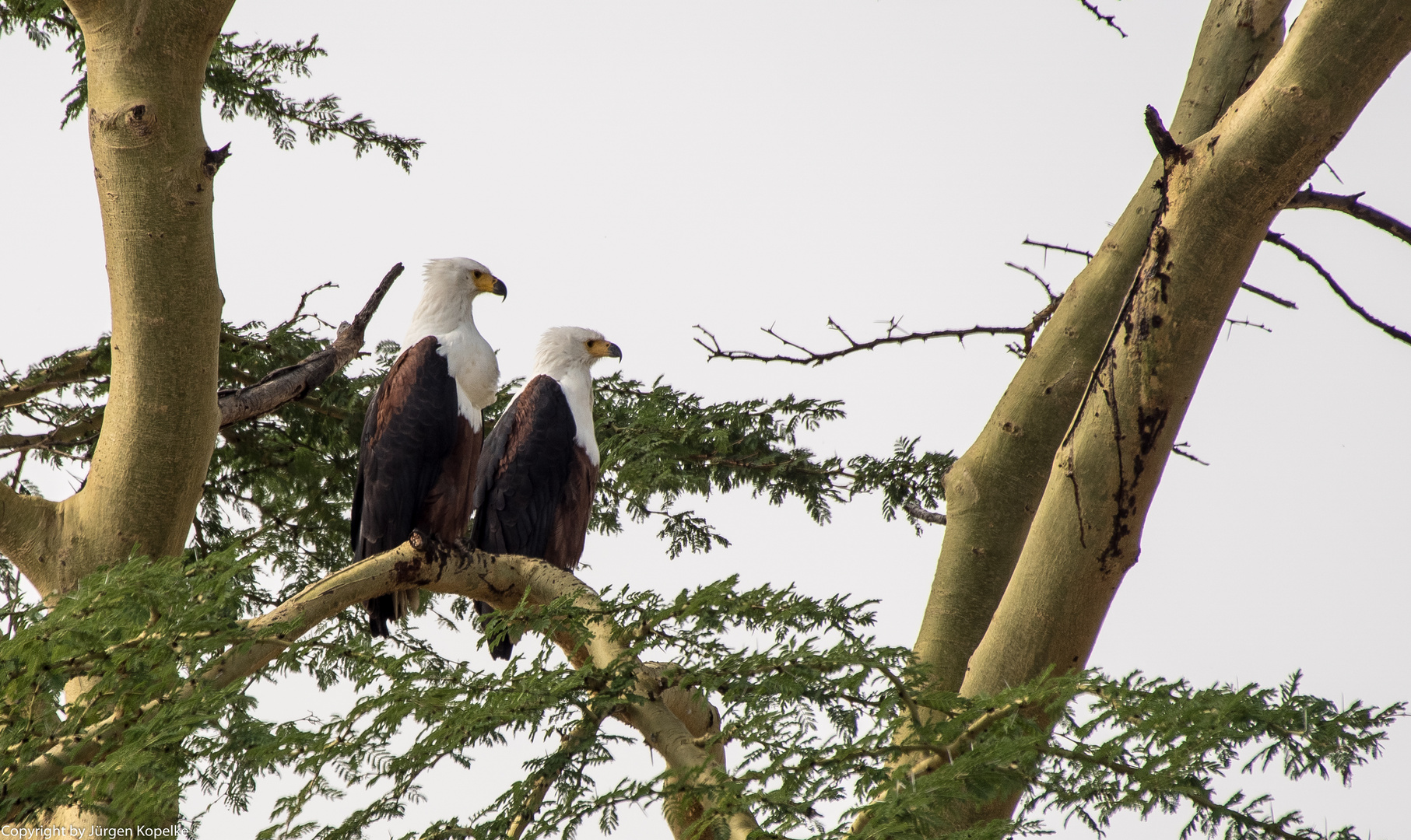 Schreiseeadler in der Serengeti