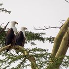 Schreiseeadler in der Serengeti