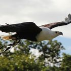 Schreiseeadler  in Hamburg