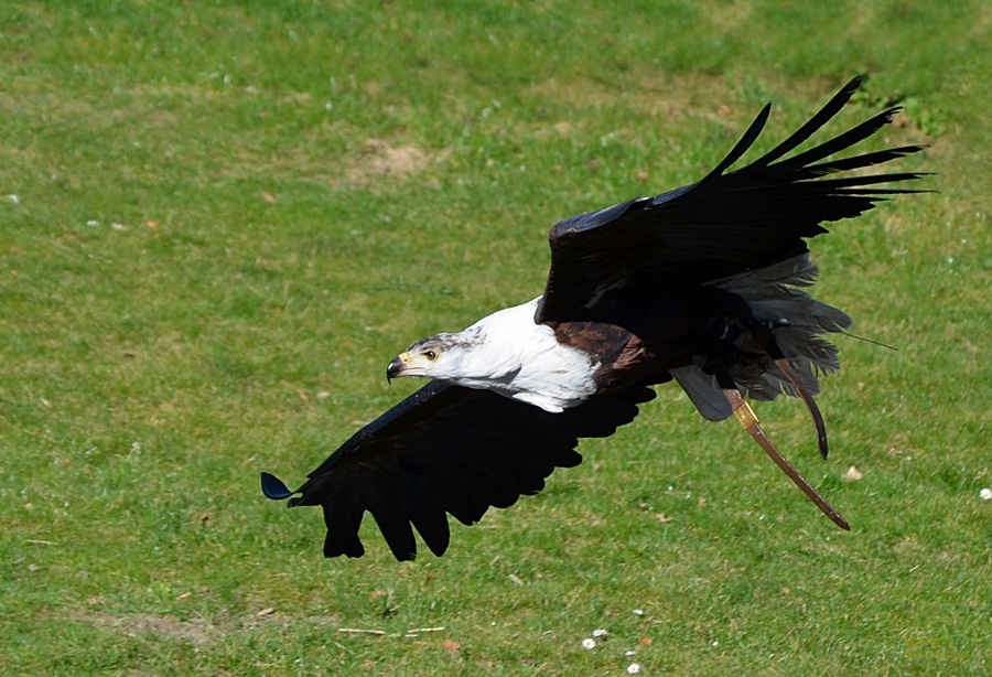 Schreiseeadler JAMBO