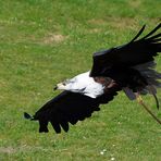 Schreiseeadler JAMBO