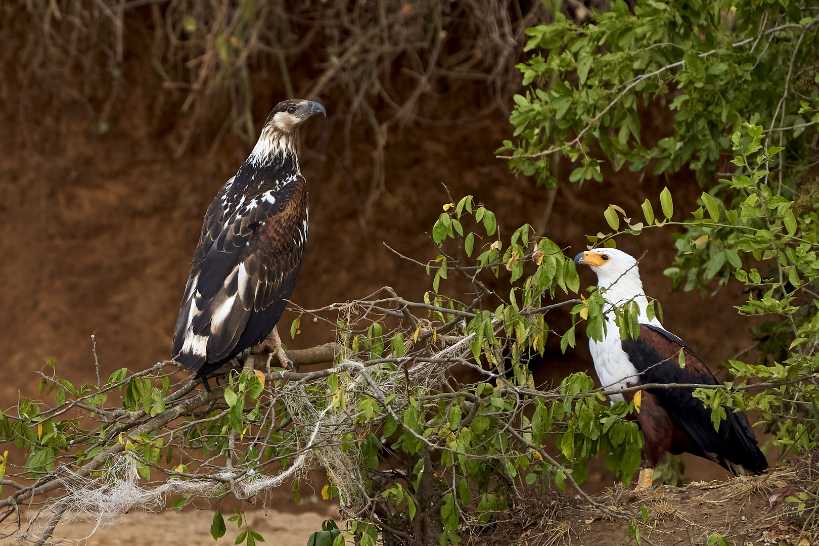 Schreiseeadler, Jung und Alt