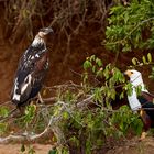 Schreiseeadler, Jung und Alt