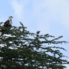 Schreiseeadler Jungvogel?