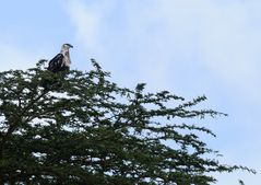 Schreiseeadler Jungvogel?