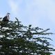 Schreiseeadler Jungvogel?