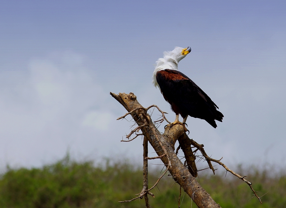 Schreiseeadler - Kazinga Channel - Uganda die Perle Afrikas