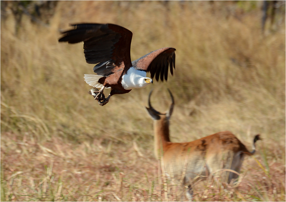 Schreiseeadler mit Beute