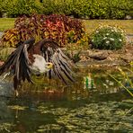 Schreiseeadler mit Beute