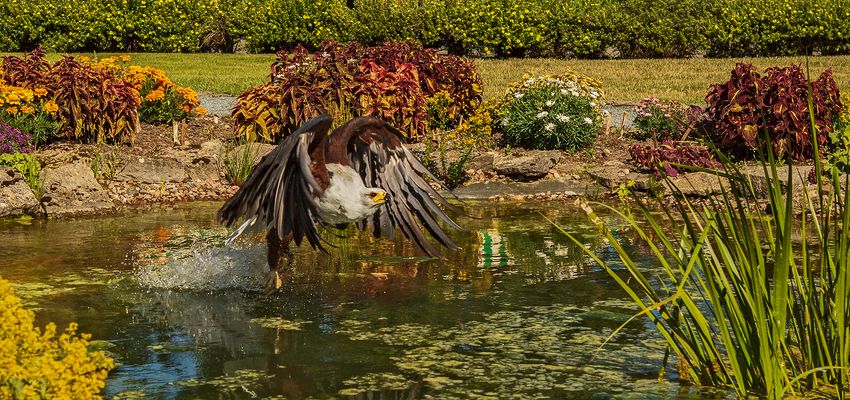 Schreiseeadler mit Beute