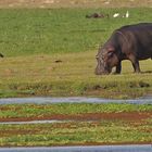 Schreiseeadler mit Hippo