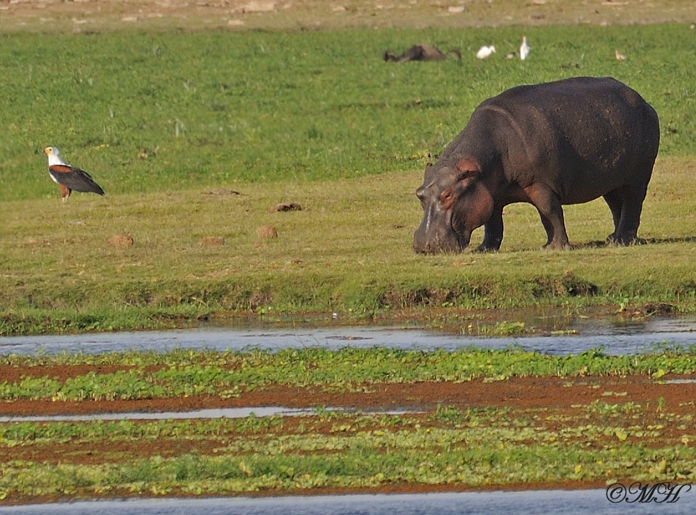 Schreiseeadler mit Hippo